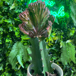 Cactus plant in a pot with a neon sign in the background