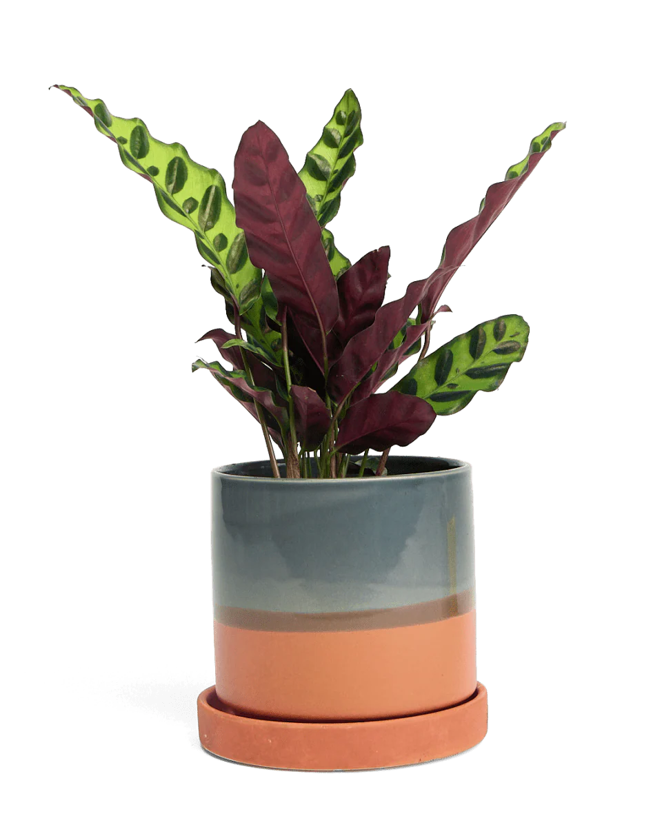 Minute Ceramic Pot And Saucer Set