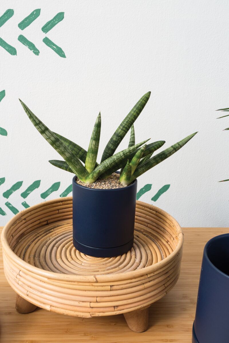 Romey Pot with Saucer - Dark Blue