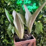 Potted plant with large leaves in front of a neon sign and green foliage