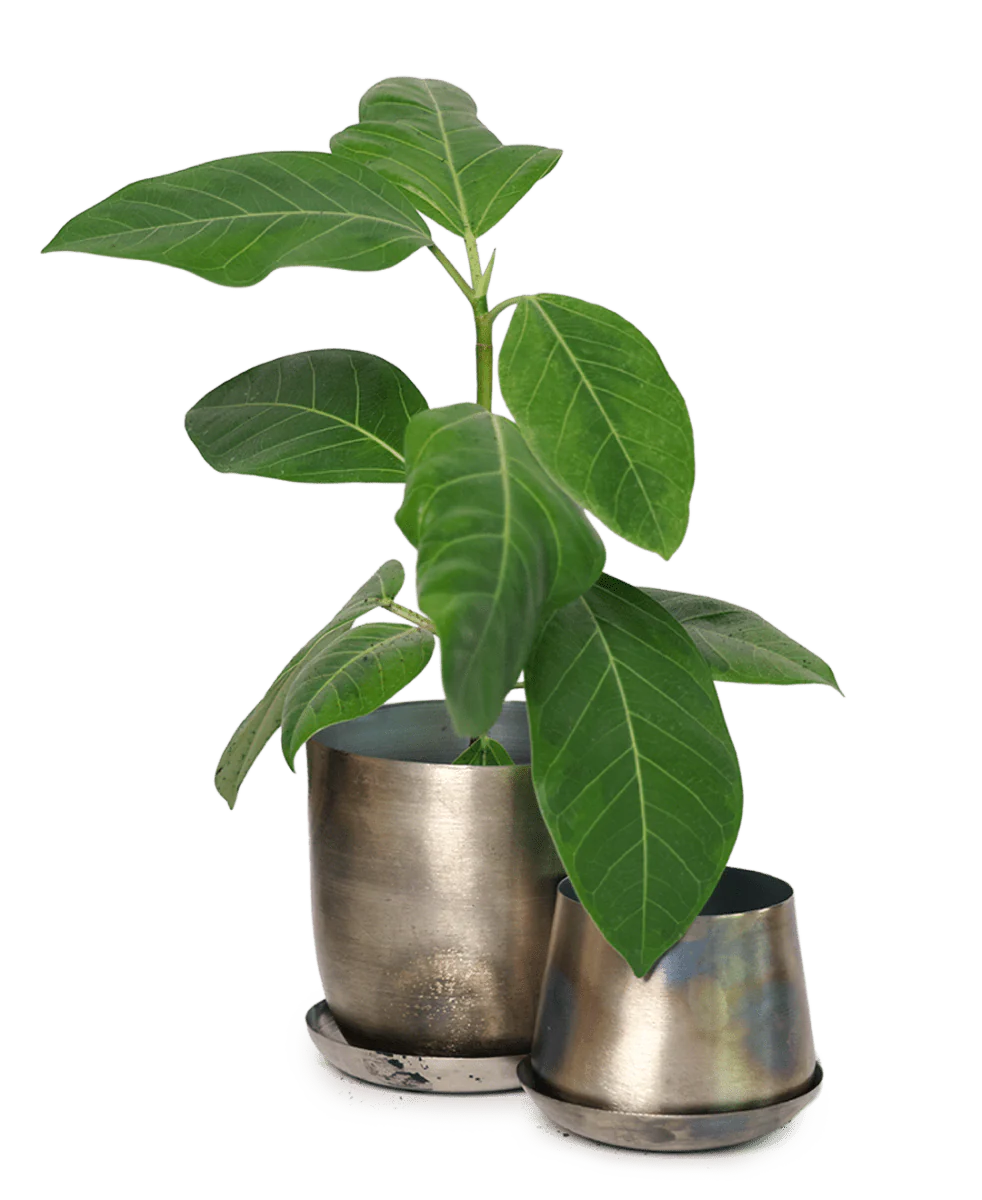 Joe Metal Pot