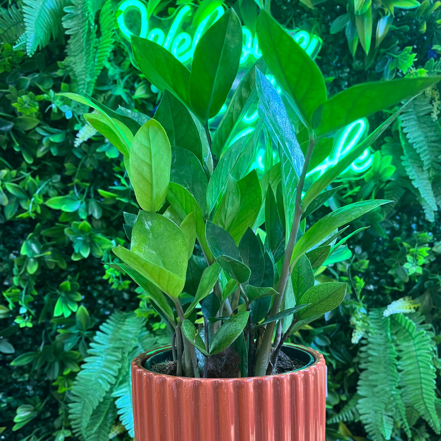 Potted plant held by a hand with a neon sign in the background