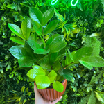 Hand holding a potted plant with a neon 'Jungle' sign in the background